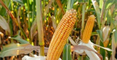 ЛГ 31272 гибрид кукурузы Лимагрейн