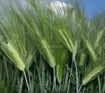 Озимый ячмень Шелк.