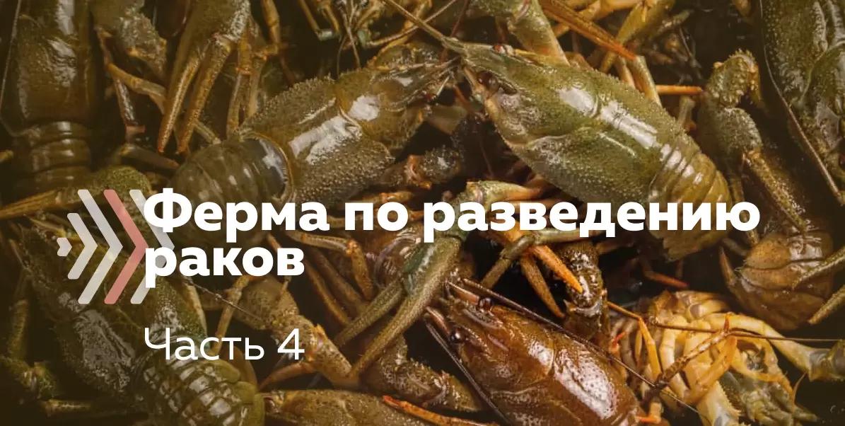 Как организовать ферму по разведению пресноводных раков. Часть 4