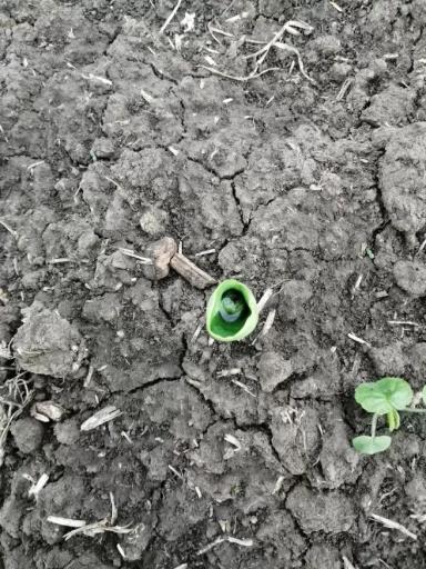 «Рюмочка» на всходах подсолнечника. Почему это произошло?