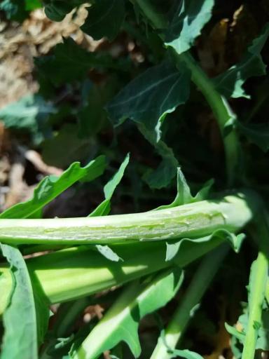 Вопросы для обсуждений: кто грызет?