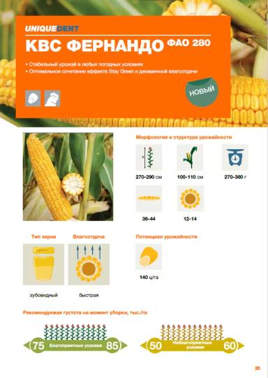КВС Фернандо - гибрид кукурузы ( Zea mays L.).