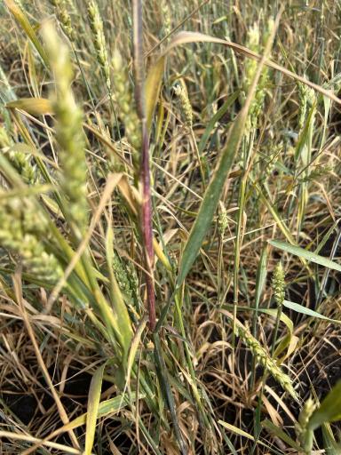 Что за болезнь?