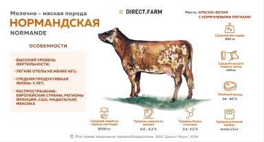 Нормандская порода коров