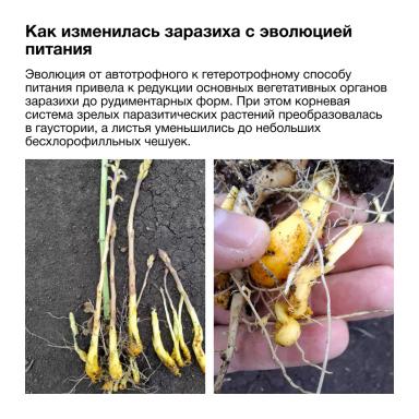 🌻 Как заразиха отбирает жизненные силы у подсолнечника?