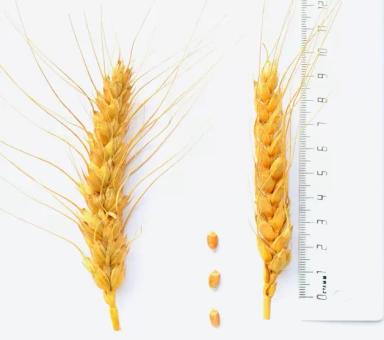 Подарок Крыму