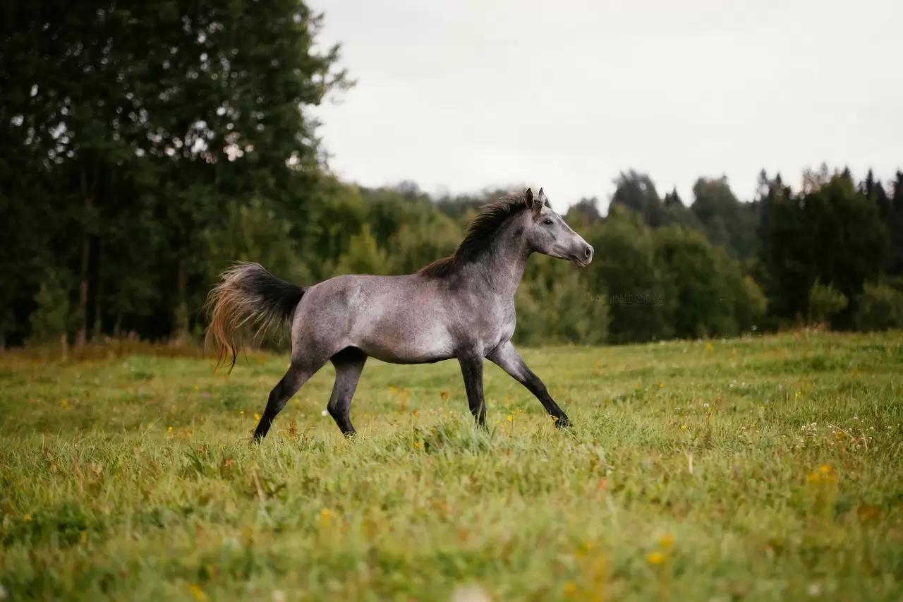 КОРМОВАЯ ДОБАВКА АБИОТОНИК ДЛЯ ЛОШАДЕЙ