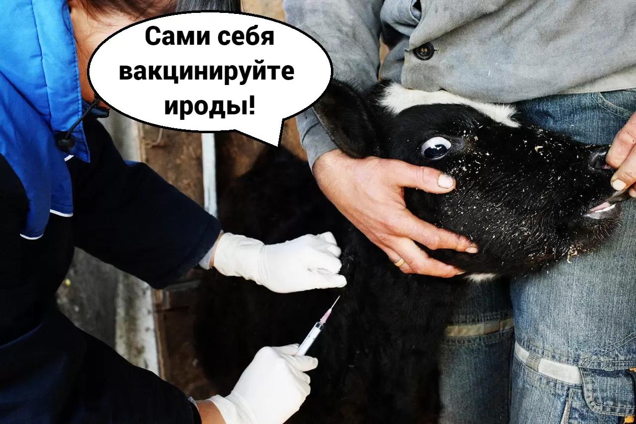 🐮Разработан проект развития отрасли производства ветеринарных препаратов в РФ