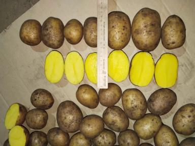 Картофель свежий РБ от производителя