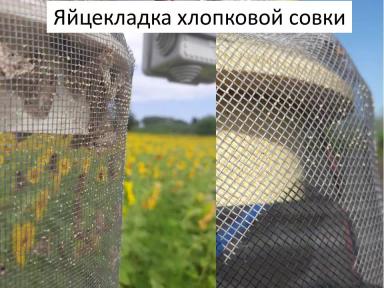 Спороловушки и светоловушки для мониторинга численности вредителей. 