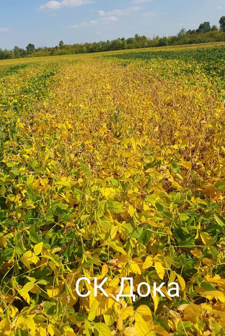 Промежуточными результаты демо-посевов сои:  — Артика (СОКО) — Дока (СОКО) —