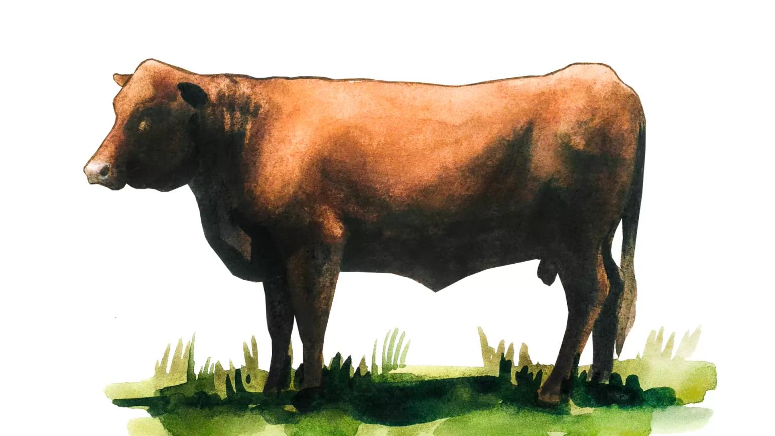 Девонская порода коров