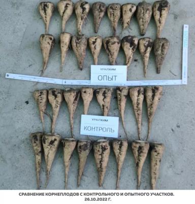 Листовые подкормки продуктами SOLAR NPK micro. Опыт на сахарной свекле.