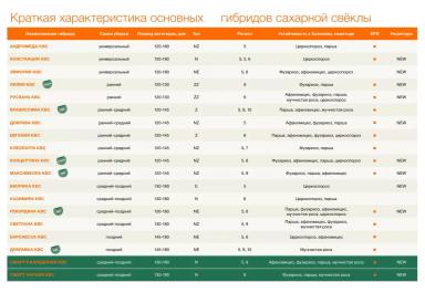Концертина КВС - гибрид свеклы сахарной (Beta vulgaris L. ssp. vulgaris var. saccharifera Alef.).