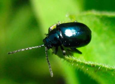 Phyllotreta atra F. Блошка крестоцветная чёрная