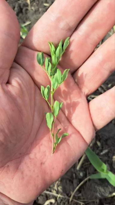 Вопросы из чатов: можно ли провести обработку?