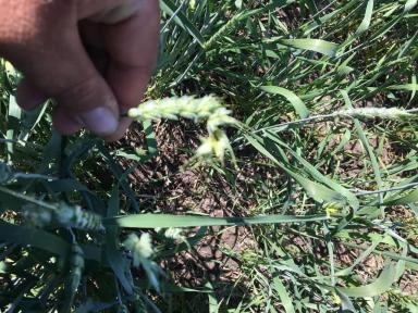 Растрепанный колос пшеницы 