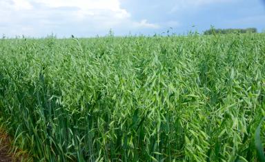 Конкур сорт овса ярового