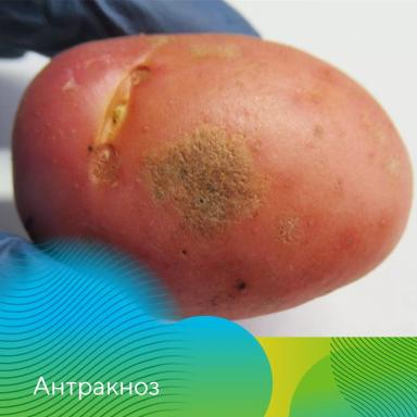 Анализ клубней перед посадкой