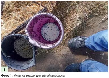 Методы борьбы с вредоносными насекомыми на животноводческих комплексах