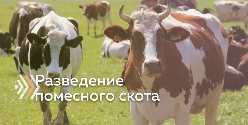 Преимущества помеси голштинской с другими молочными породами