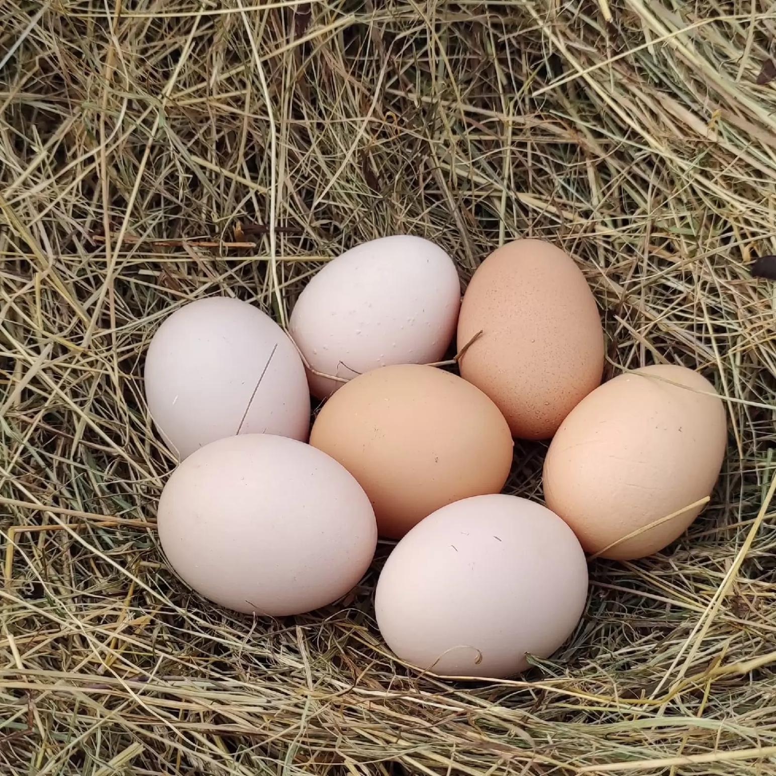 Кормление кур-несушек в летний период