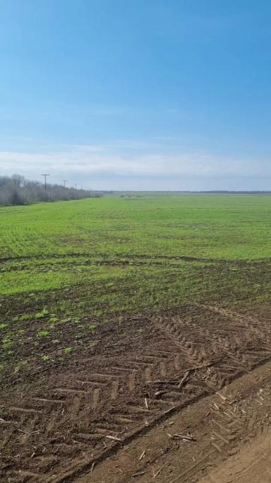 Удобряем Гром🌾 после подсолнечника🌻