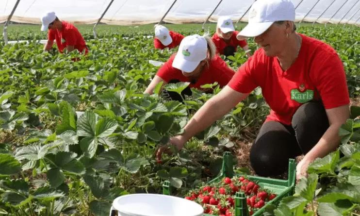 Британские фермеры перестали брать россиян на сезонную работу в полях