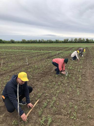 УСОВЕРШЕНСТВОВАННЫЕ ЭЛЕМЕНТЫ ТЕХНОЛОГИИ ВОЗДЕЛЫВАНИЯ НУТА ДЛЯ УСЛОВИЙ СУХОСТЕПИ