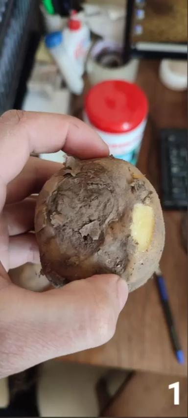 Стеблевая нематода и Луна® Транквилити