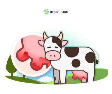 Инфекционные заболевания вымени коров