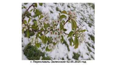 Защита растений от возвратных заморозков, засухи и других стрессов