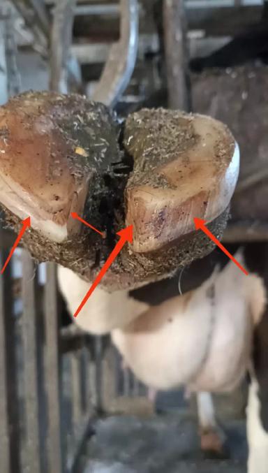 Основные ошибки при расчистке копытец КРС