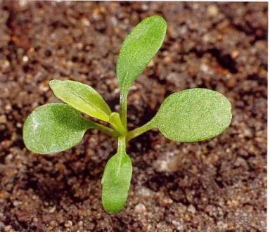 Пастушья сумка