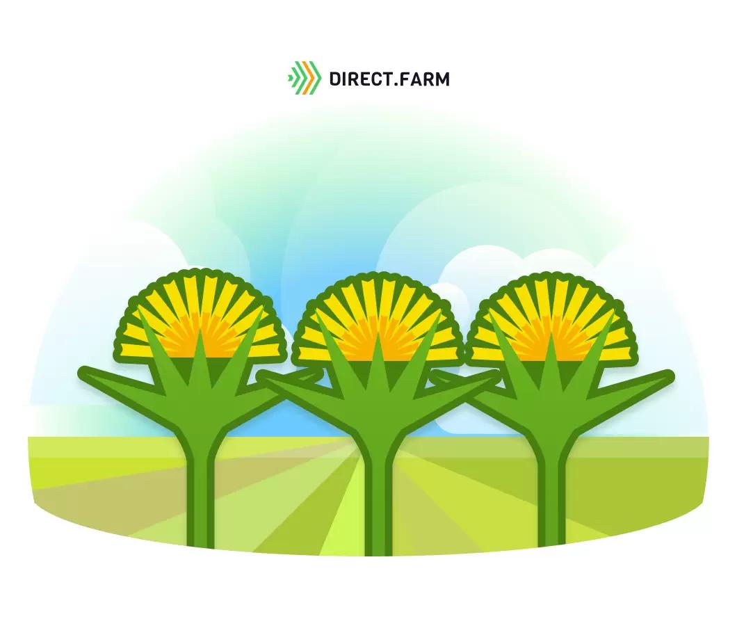 Как возделывать сафлор?