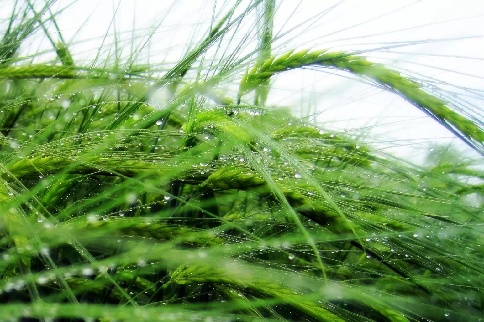 Дождливый июнь в Алтайском крае 💦🌿