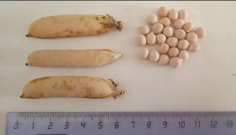 🌱Алтайские ученые создали новый сорт гороха