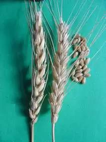 Саратовская 73 сорт мягкой яровой пшеницы