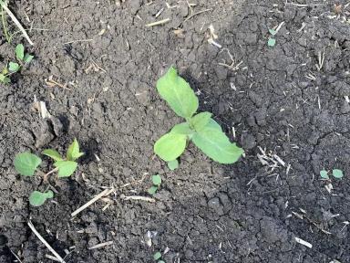 Причины закручивания листа подсолнечника