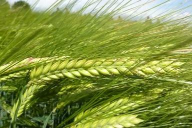 Исмена (ISMENA)