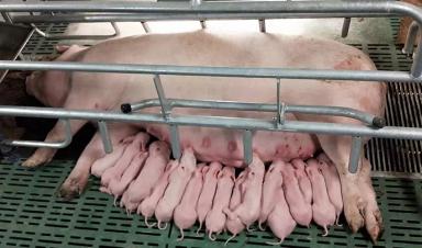 Успешный отъем поросят зависит от 3 условий