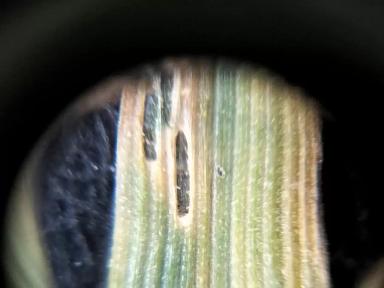 Вопросы из чатов: что с пшеницей?