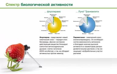 Луна Транквилити – опыт применения фунгицида