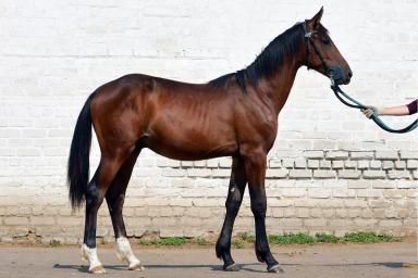 Русская рысистая порода 