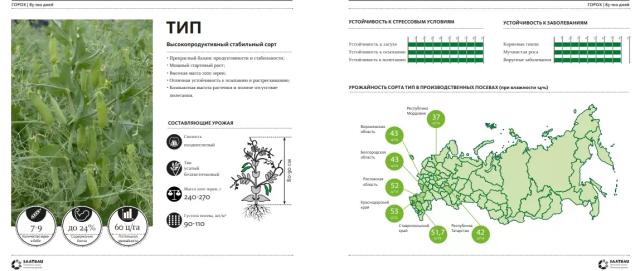 ТИП (TIP) сорт зернового гороха