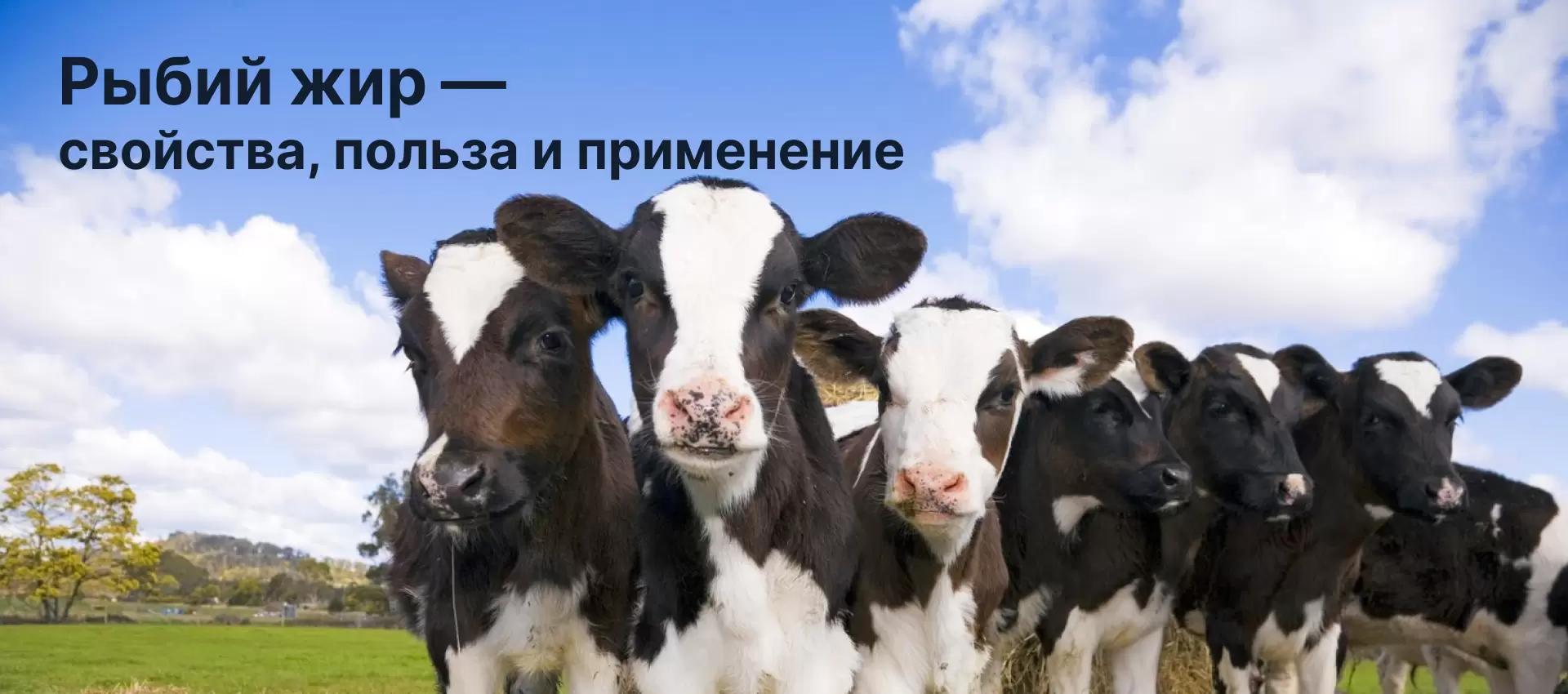 Рыбий жир — свойства, польза и применение