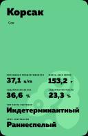 Корсак