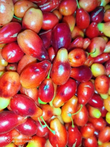 Причины болезни кизила 