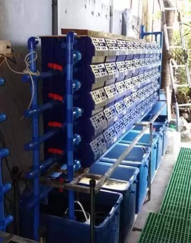 Лучшая рыба это краб.