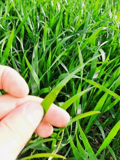 Агромониторинг